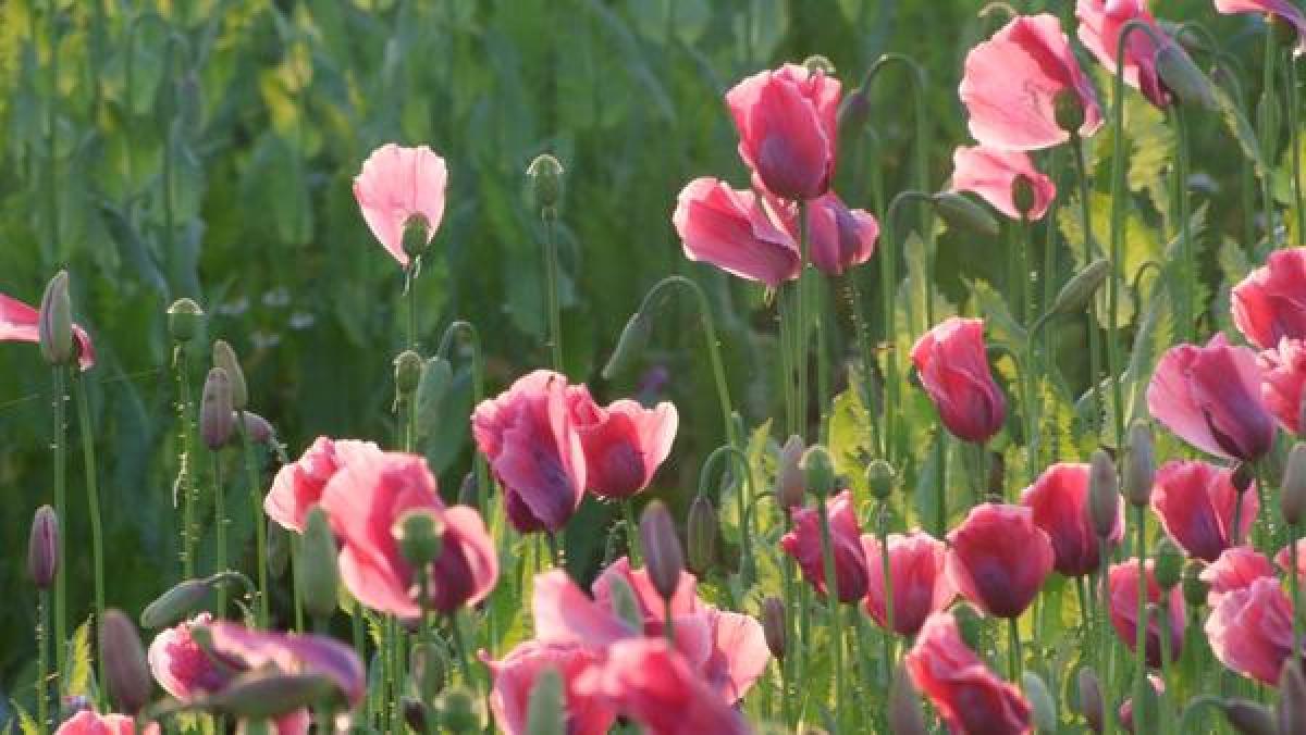 Bild zur Veranstaltung: Genusswanderung zur Mohnblüte Germerode